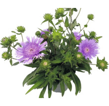 Kornblumenaster Stokesia laevis mit violetten Blüten und grünen Knospen im Topf.