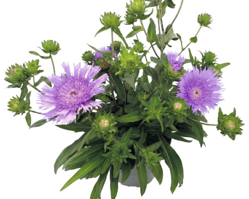 Kornblumenaster Stokesia laevis mit violetten Blüten und grünen Knospen im Topf.