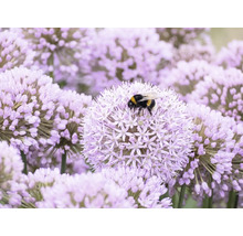 Eine Hummel sammelt Nektar auf einer runden violetten Zierlauchblüte in einem Garten.