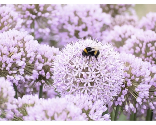 Eine Hummel sammelt Nektar auf einer runden violetten Zierlauchblüte in einem Garten.