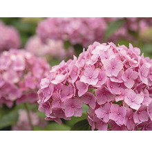 Nahaufnahme einer rosa Hortensie mit vielen kleinen Blüten.