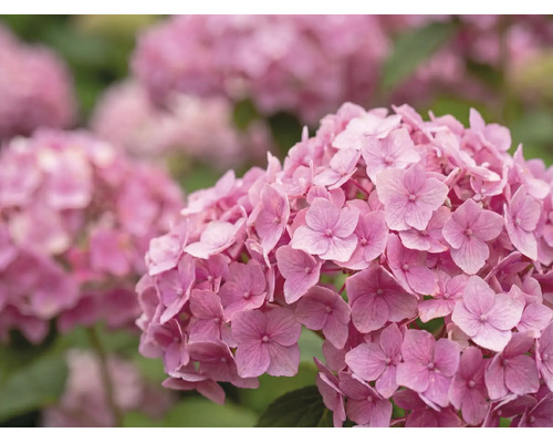 Nahaufnahme einer rosa Hortensie mit vielen kleinen Blüten.