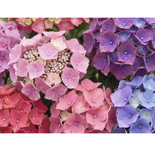 Nahaufnahme von Hortensienblüten in verschiedenen Farben.