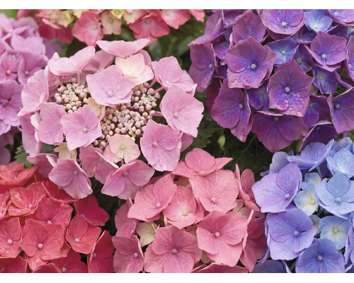 Nahaufnahme von Hortensienblüten in verschiedenen Farben.