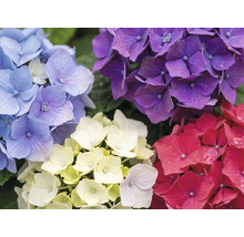 Nahaufnahme von Hortensienblüten in verschiedenen Farben wie Blau, Violett, Weiß und Rot.