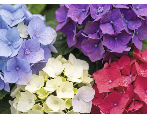 Nahaufnahme von Hortensienblüten in verschiedenen Farben wie Blau, Violett, Weiß und Rot.