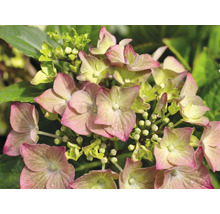 Nahaufnahme einer blühenden Hortensie mit rosa-grünen Blütenblättern und kleinen Blütenknospen.