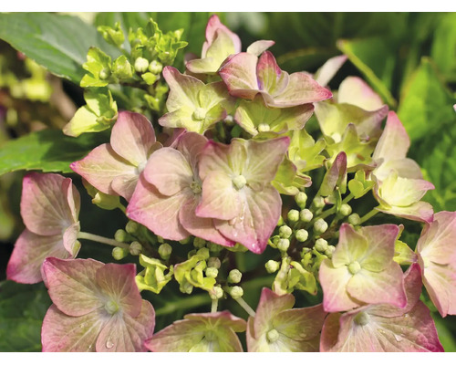 Nahaufnahme einer blühenden Hortensie mit rosa-grünen Blütenblättern und kleinen Blütenknospen.