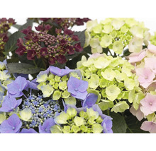 Nahaufnahme verschiedener Hortensienblüten in verschiedenen Farben und Blühstadien mit grünen Blättern.
