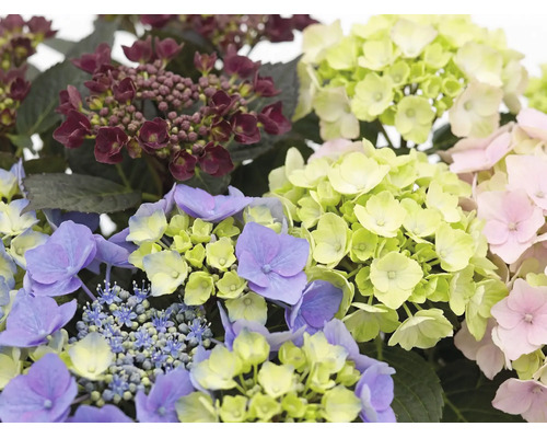 Nahaufnahme verschiedener Hortensienblüten in verschiedenen Farben und Blühstadien mit grünen Blättern.