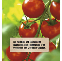 Strauchtomaten mit Dünger-Anwendungshinweis: Für schmackhafte Früchte ein- bis zweimal wöchentlich dem Gießwasser zugeben.