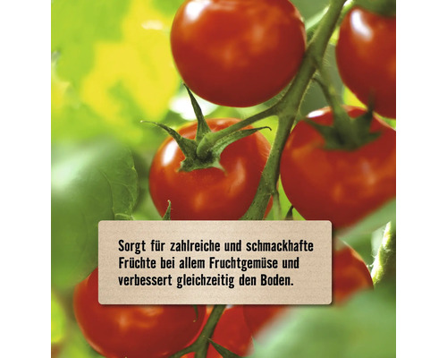Tomaten an einer Rispe mit Hinweistext zur Förderung von Ertrag und Bodenqualität bei Fruchtgemüse.
