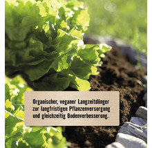 Kopfsalat in Erde mit organischem, veganem Langzeitdünger zur Bodenverbesserung.