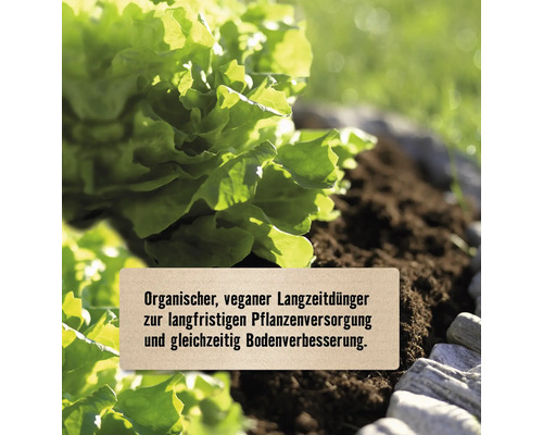 Kopfsalat in Erde mit organischem, veganem Langzeitdünger zur Bodenverbesserung.