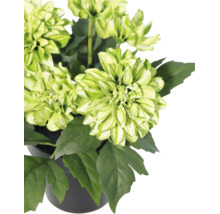 Blühende Pflanze mit grün-weißen Blüten und dunkelgrünen Blättern in einem schwarzen Topf.