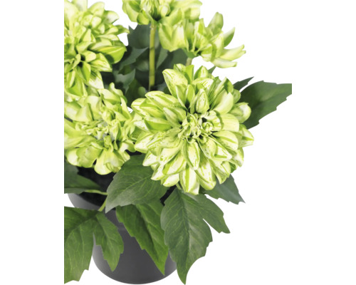 Blühende Pflanze mit grün-weißen Blüten und dunkelgrünen Blättern in einem schwarzen Topf.