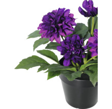 Künstliche Dahlie im schwarzen Topf mit violetten Blüten und grünen Blättern.
