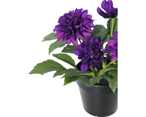 Künstliche Dahlie im schwarzen Topf mit violetten Blüten und grünen Blättern.
