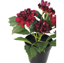 Künstliche Dahlie im schwarzen Topf mit dunkelroten Blüten und grünen Blättern.