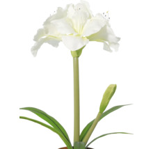Weiße Amaryllis mit offener Blüte, einer Knospe und langen grünen Blättern.