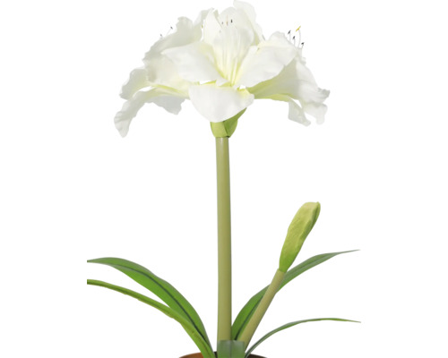 Weiße Amaryllis mit offener Blüte, einer Knospe und langen grünen Blättern.