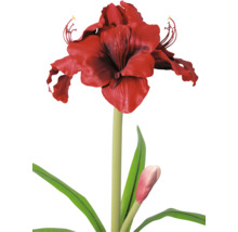 Amaryllis mit roter Blüte, grünem Stiel und Blättern sowie einer Knospe.