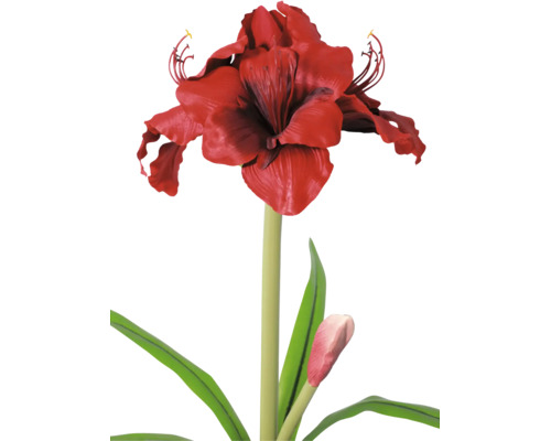 Amaryllis mit roter Blüte, grünem Stiel und Blättern sowie einer Knospe.