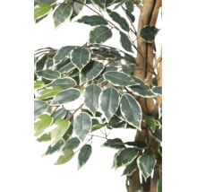 Künstlicher Ficus Benjamin, Detailansicht der grün-weißen Blätter und des braunen Stammes.