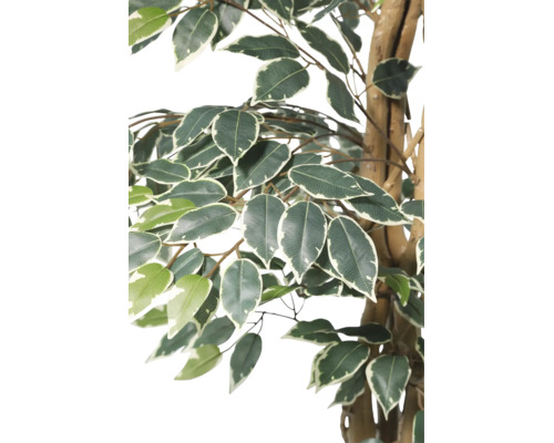 Künstlicher Ficus Benjamin, Detailansicht der grün-weißen Blätter und des braunen Stammes.