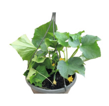 Gurkenpflanze in einer Hängeampel mit grünen Blättern und kleinen gelben Blüten.