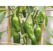 Bratpaprika-Pflanze mit grünen Paprikafrüchten, weißen Blüten und Bambus-Rankhilfe.