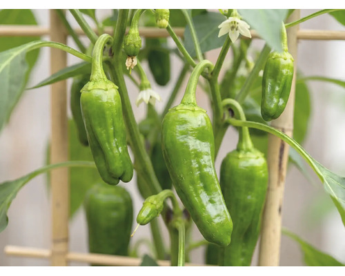 Bratpaprika-Pflanze mit grünen Paprikafrüchten, weißen Blüten und Bambus-Rankhilfe.