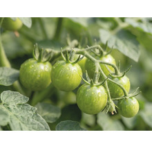 Unreife grüne Tomaten an der Rispe mit Wassertropfen und Blättern.