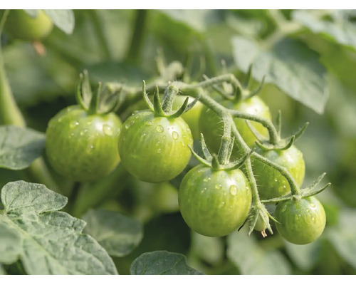 Unreife grüne Tomaten an der Rispe mit Wassertropfen und Blättern.