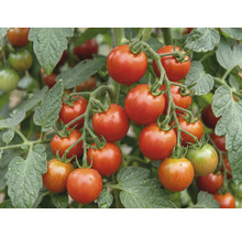 Mehrere Rispen mit reifen Kirschtomaten an einer Tomatenpflanze mit grünen Blättern.