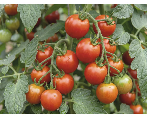 Mehrere Rispen mit reifen Kirschtomaten an einer Tomatenpflanze mit grünen Blättern.