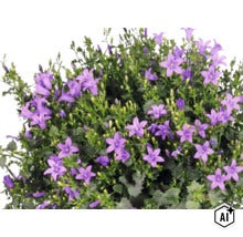 Campanula Glockenblume mit violetten sternförmigen Blüten und grünen gezackten Blättern. (Image AI modified or generated)