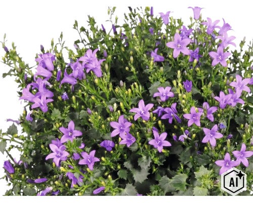 Campanula Glockenblume mit violetten sternförmigen Blüten und grünen gezackten Blättern. (Image AI modified or generated)