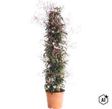 Kletternder Zimmerjasmin mit vielen Knospen und weißen Blüten im Kunststofftopf. (Image AI modified or generated)