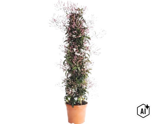 Kletternder Zimmerjasmin mit vielen Knospen und weißen Blüten im Kunststofftopf. (Image AI modified or generated)