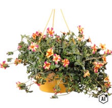Hängeampel mit Portulakröschen, gelb-rosa gestreifte Blüten und grüne Blätter. (Image AI modified or generated)