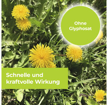 Löwenzahn auf einer Wiese mit Hinweis auf glyphosatfreies Unkrautvernichtungsmittel und schnelle sowie kraftvolle Wirkung.