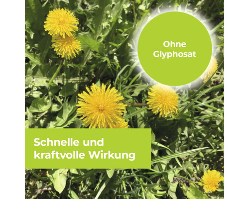 Löwenzahn auf einer Wiese mit Hinweis auf glyphosatfreies Unkrautvernichtungsmittel und schnelle sowie kraftvolle Wirkung.