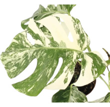 Monstera deliciosa Variegata mit charakteristischen Blättern und Panaschierung in einem Pflanzentopf