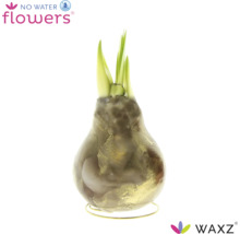 Wachs Amaryllis Blumenzwiebel mit grünen Trieben auf einem runden Drahtständer No Water Flowers Logo Waxz Logo