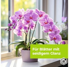 Phalaenopsis Orchidee im Blumentopf auf einer Fensterbank mit Textoverlay für Blätter mit seidigem Glanz (Image AI modified or generated)