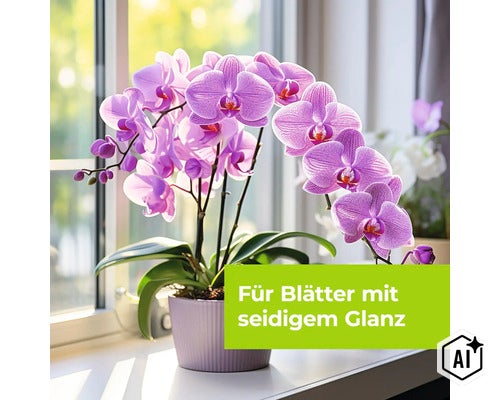 Phalaenopsis Orchidee im Blumentopf auf einer Fensterbank mit Textoverlay für Blätter mit seidigem Glanz (Image AI modified or generated)