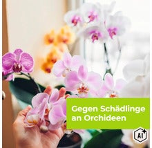 Eine Hand hält eine blühende Orchidee, Textoverlay Gegen Schädlinge an Orchideen. (Image AI modified or generated)
