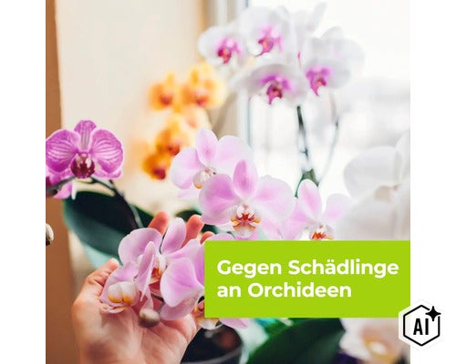 Eine Hand hält eine blühende Orchidee, Textoverlay Gegen Schädlinge an Orchideen. (Image AI modified or generated)