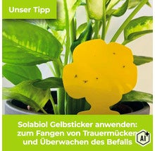 Solabiol Gelbsticker in einer Zimmerpflanze zur Bekämpfung von Trauermücken. (Image AI modified or generated)